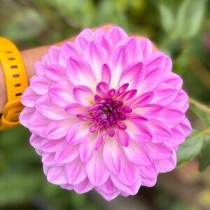 Meet your Posher, Martina